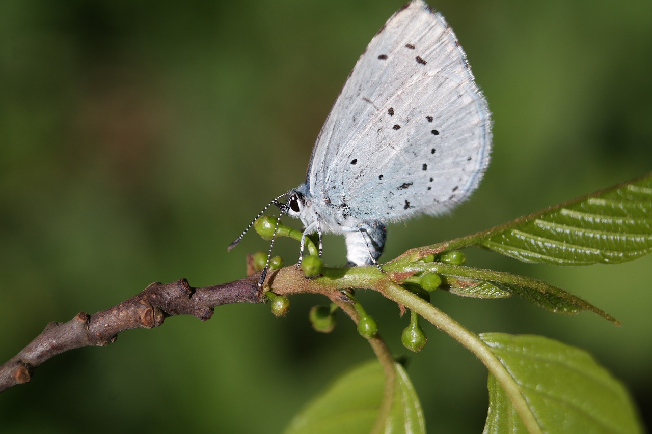 butterfly  insect  nature free photo