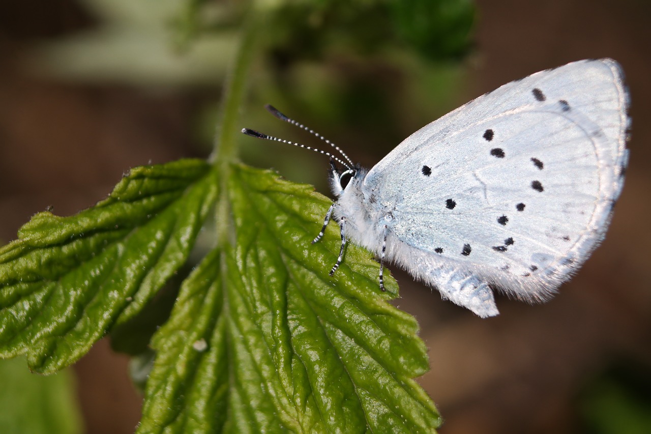 butterfly  insect  macro free photo