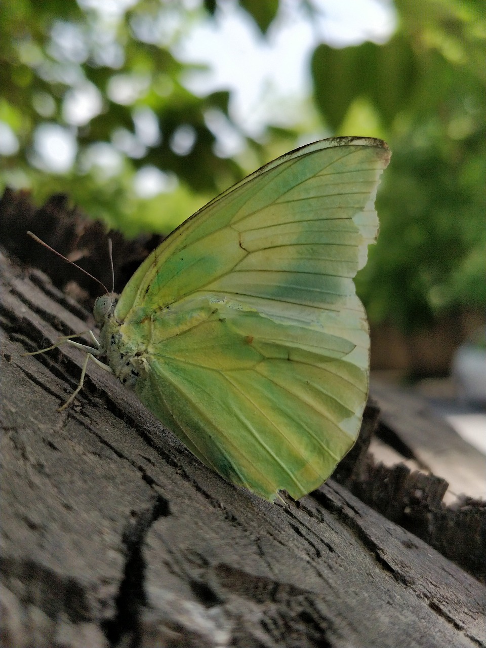 butterfly  nature  insect free photo