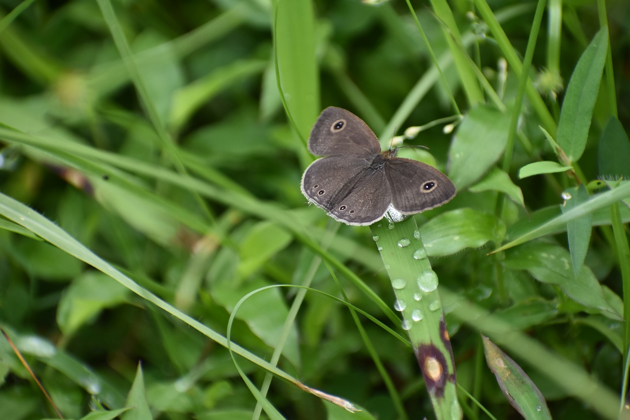 butterfly  insect  wings free photo