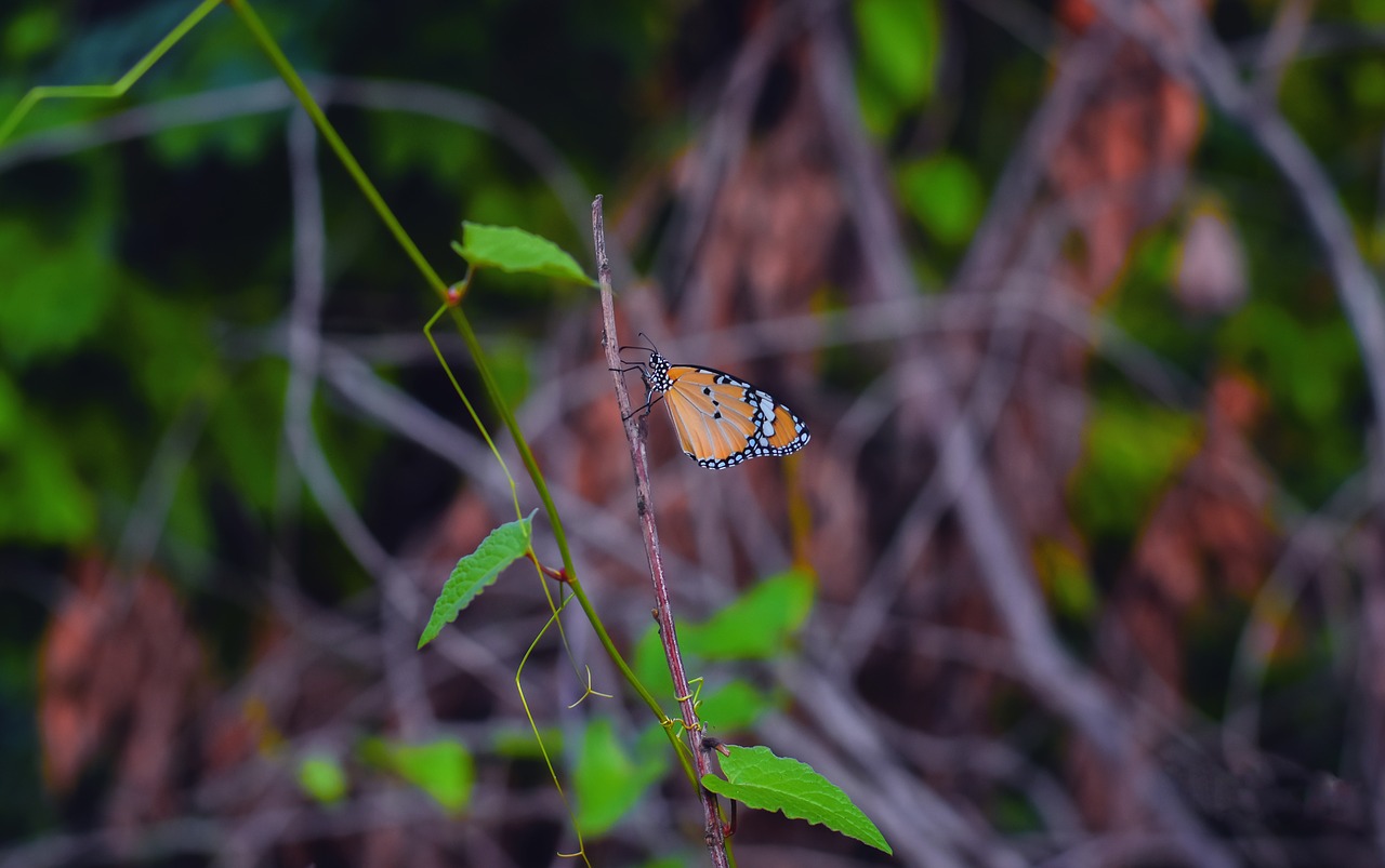 butterfly  insect  nature free photo