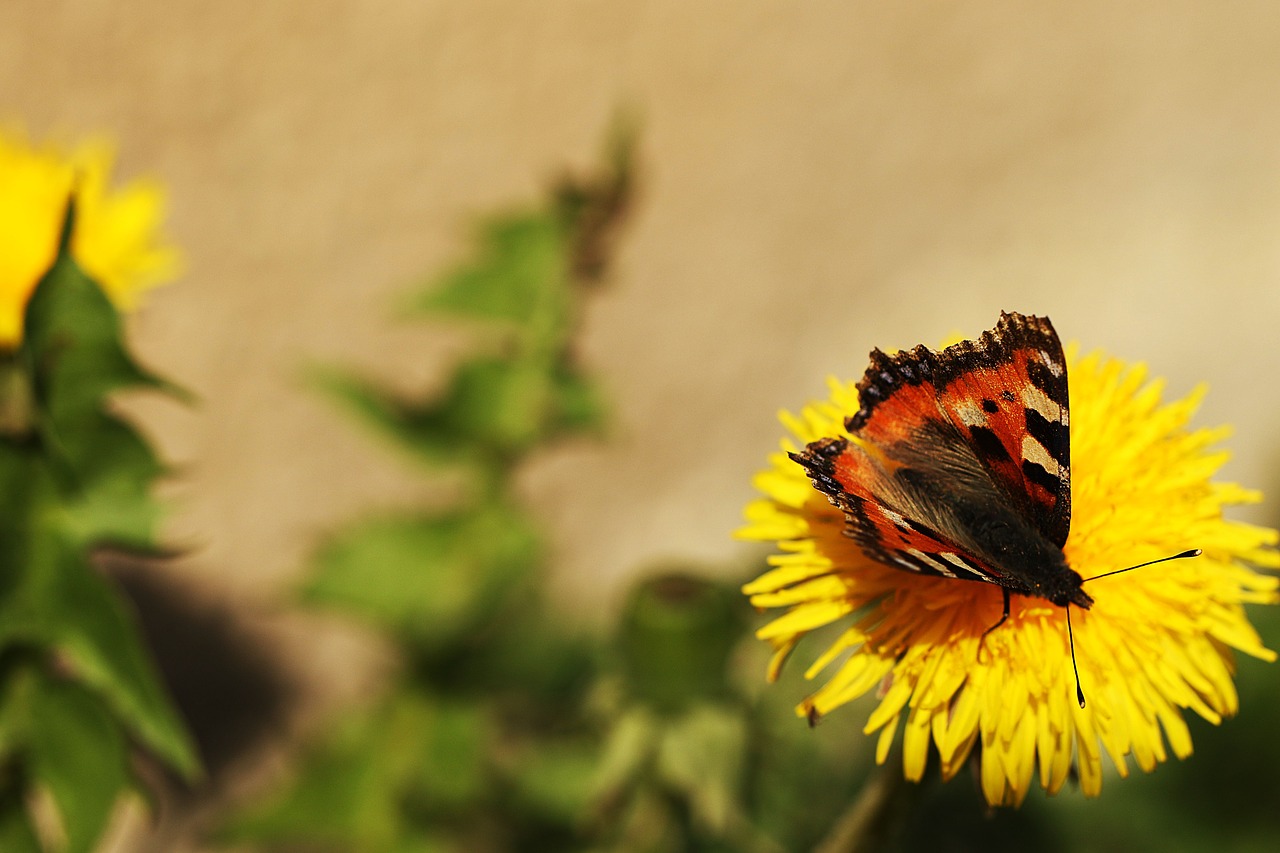 butterfly  dandelion  spring free photo