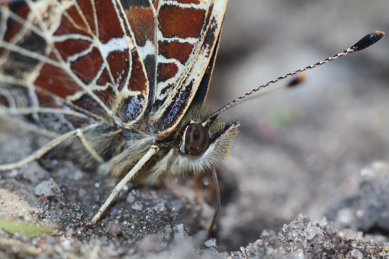 butterfly  insect  nature free photo