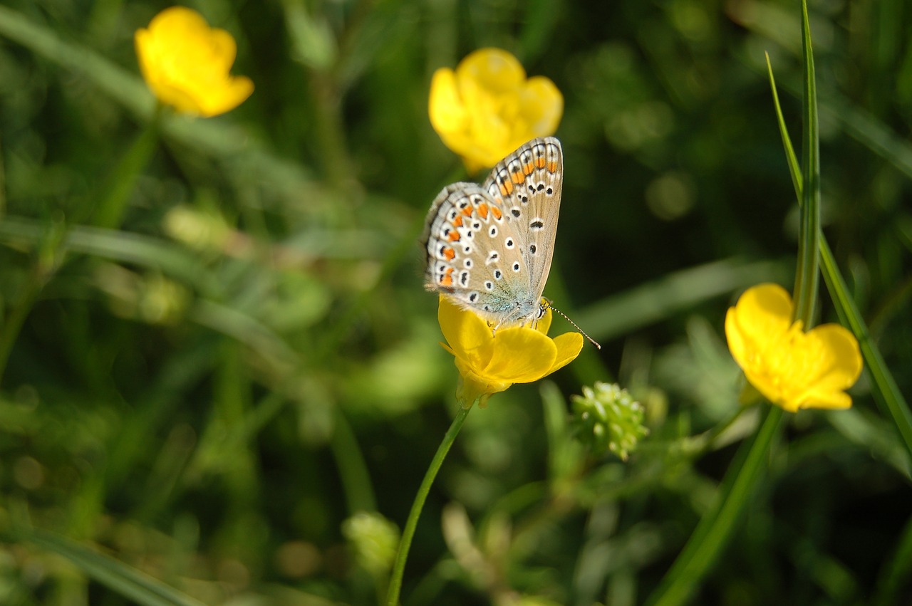 butterfly  small butterfly free pictures free photo