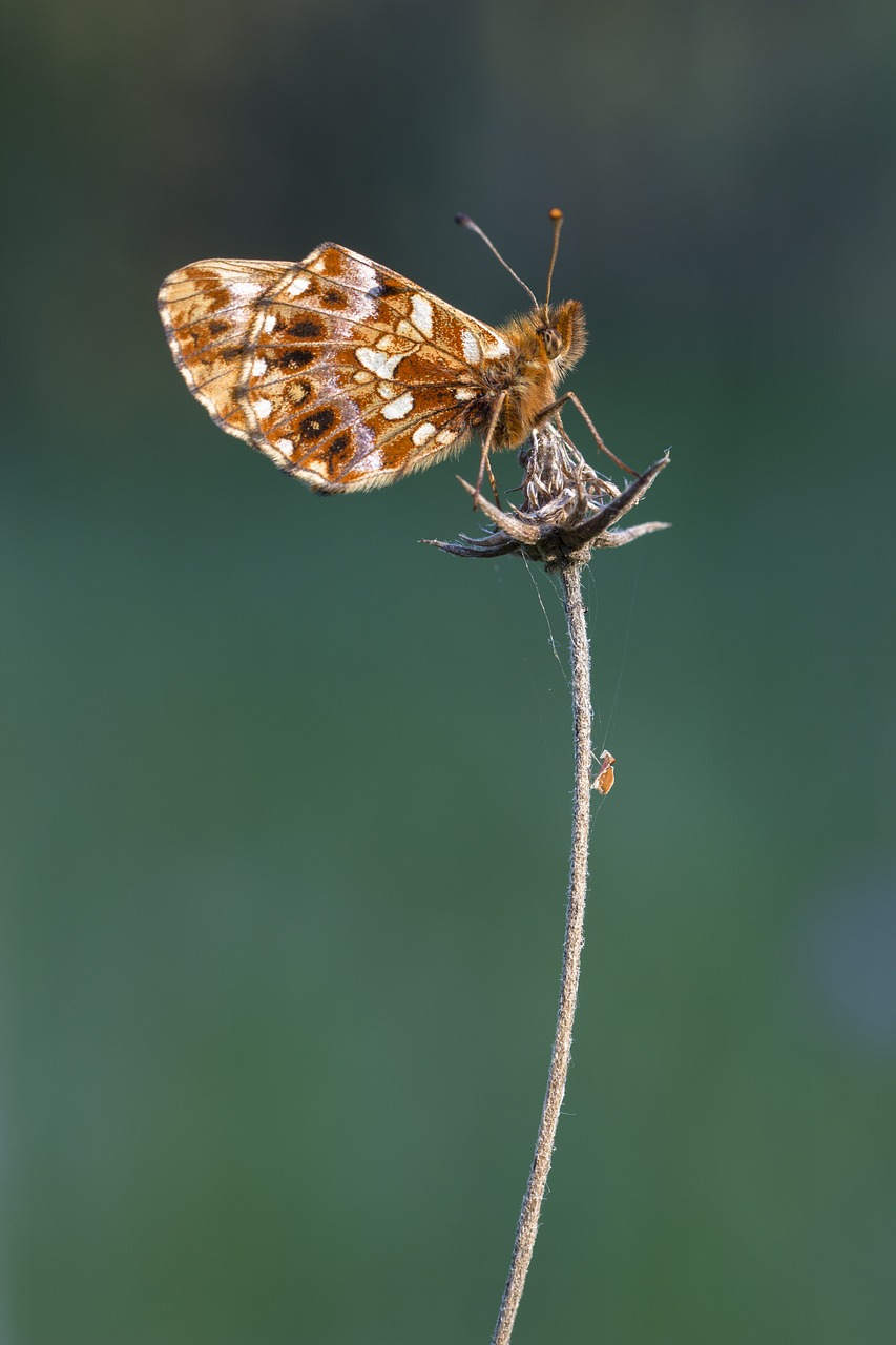 butterfly  brown  insect free photo