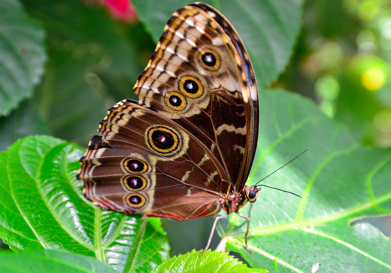 butterfly brown spots free photo