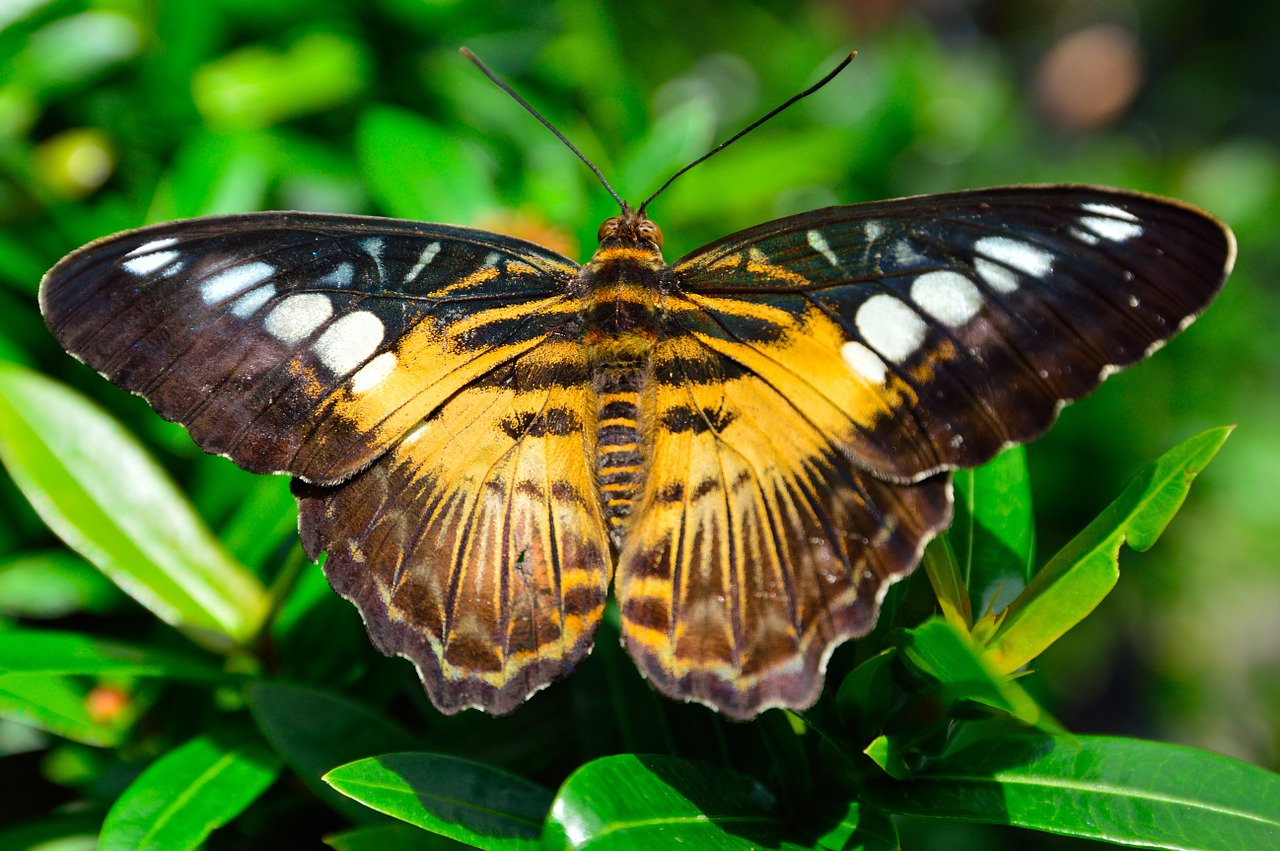 butterfly wings spots free photo
