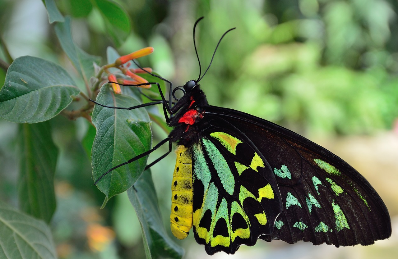 butterfly macro close up free photo