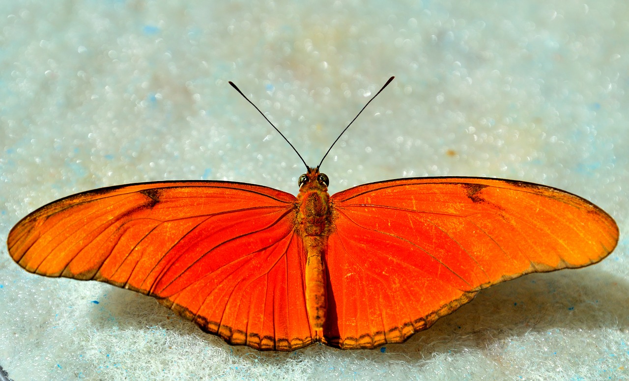 butterfly orange bright free photo