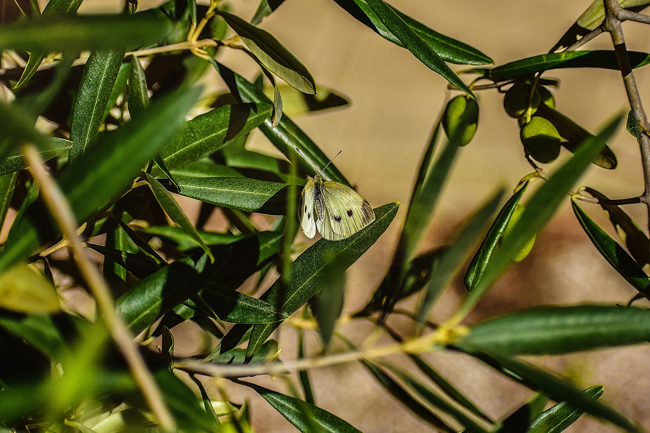 butterfly  animal  freedom free photo