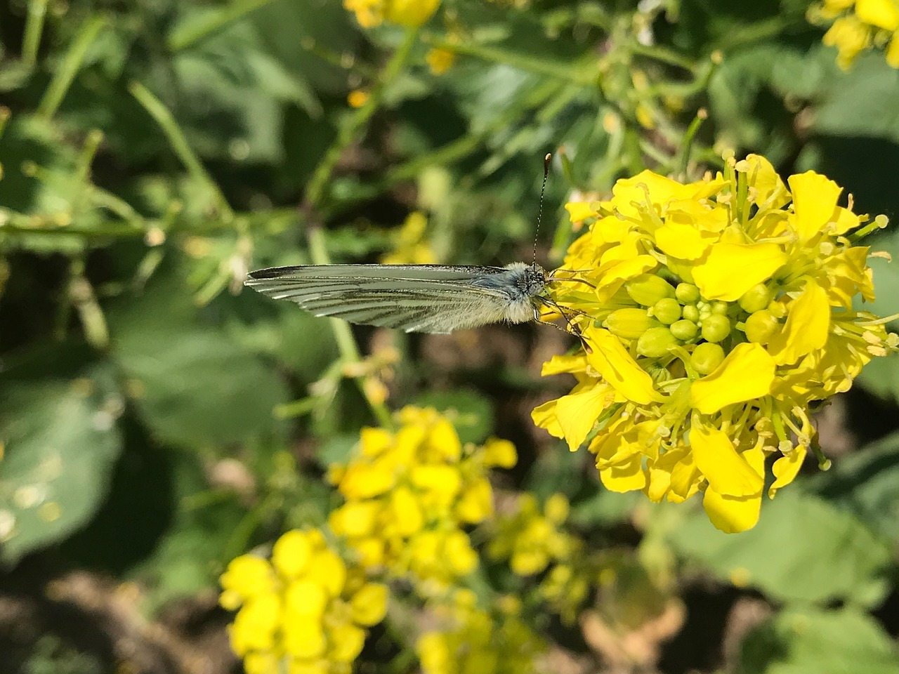 butterfly  nature  insect free photo