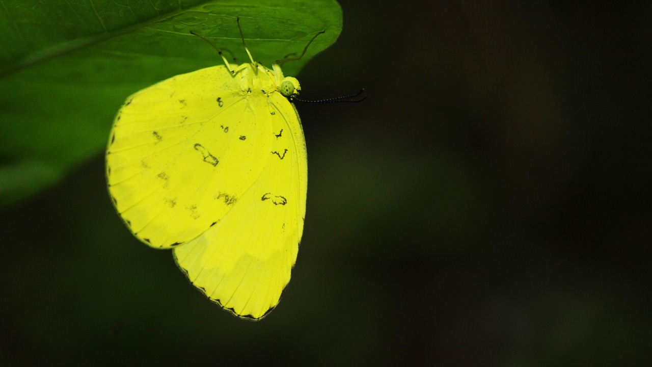 butterfly  yellow  leaf free photo
