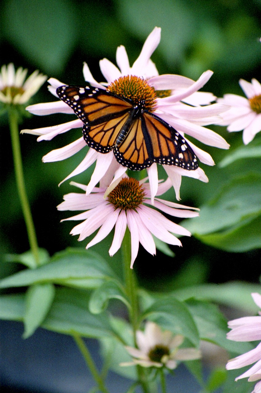 butterfly insect monarch free photo