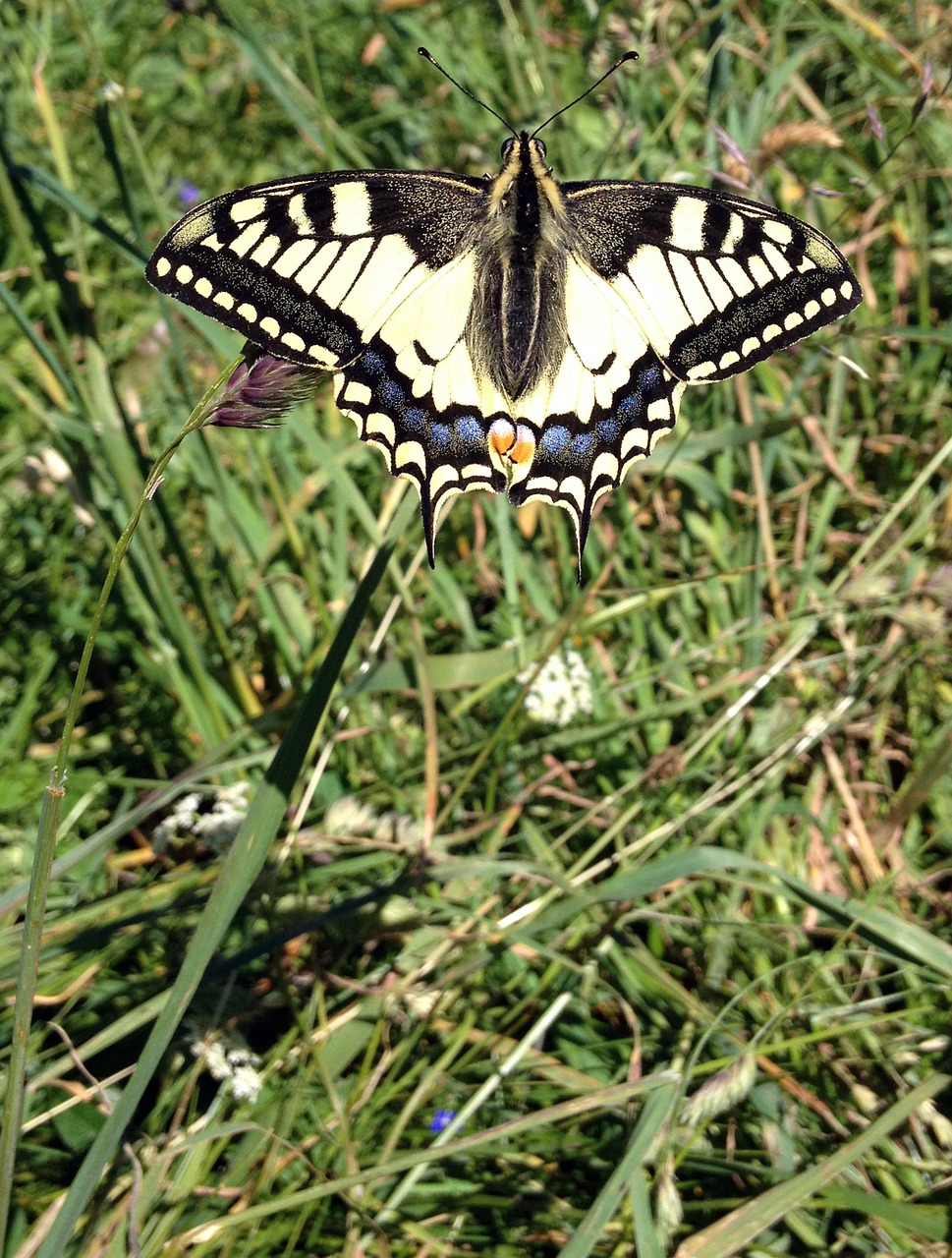 butterfly  dovetail  meadow free photo