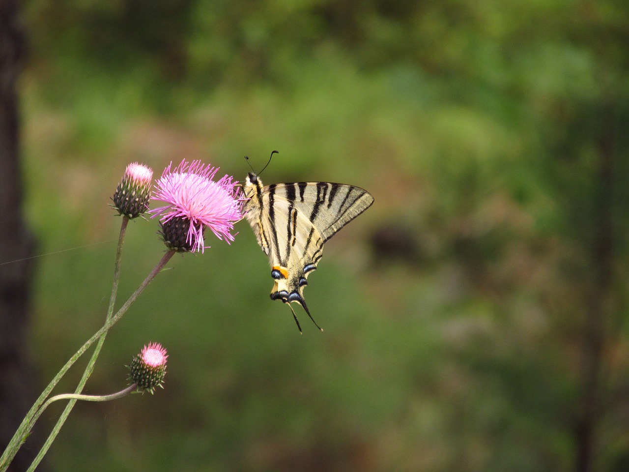 butterfly  nature  flower free photo