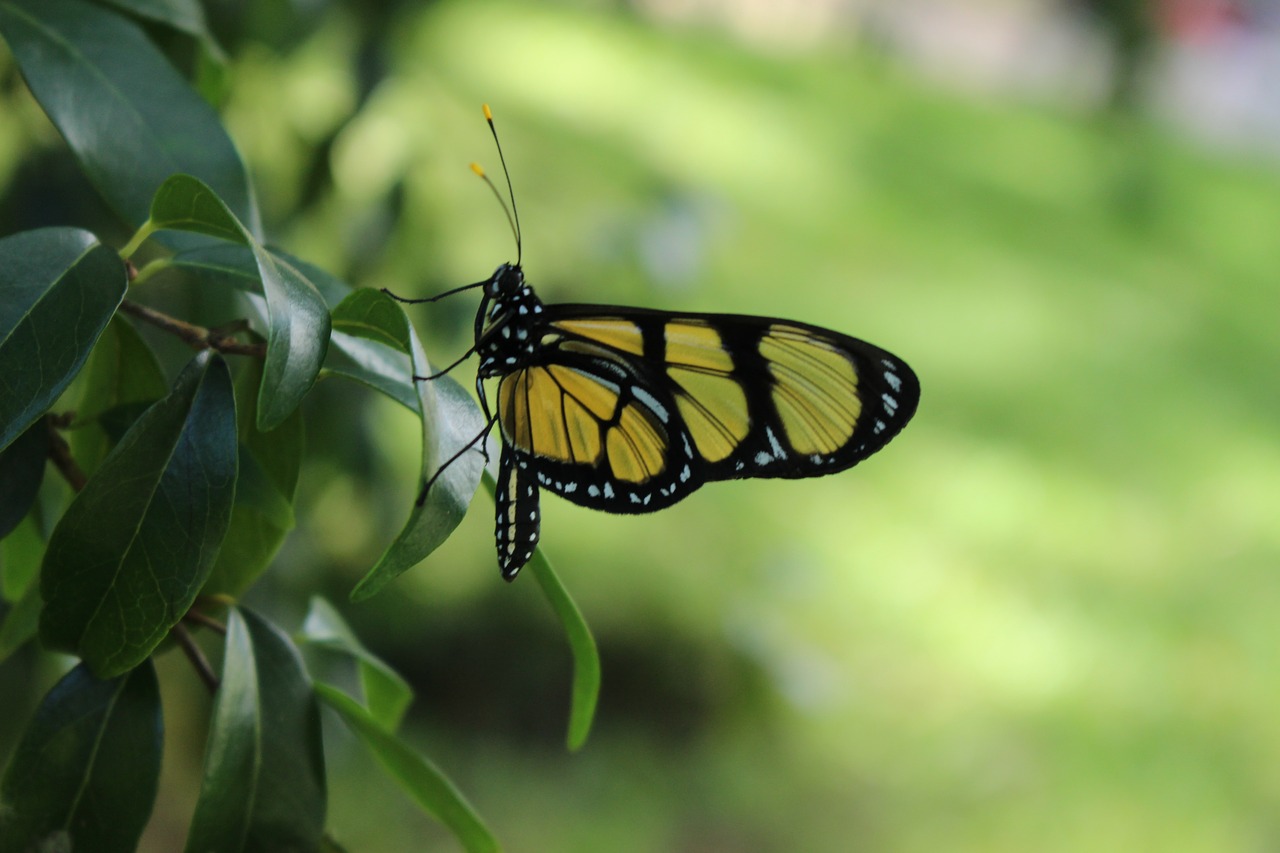 butterfly  view  nature free photo