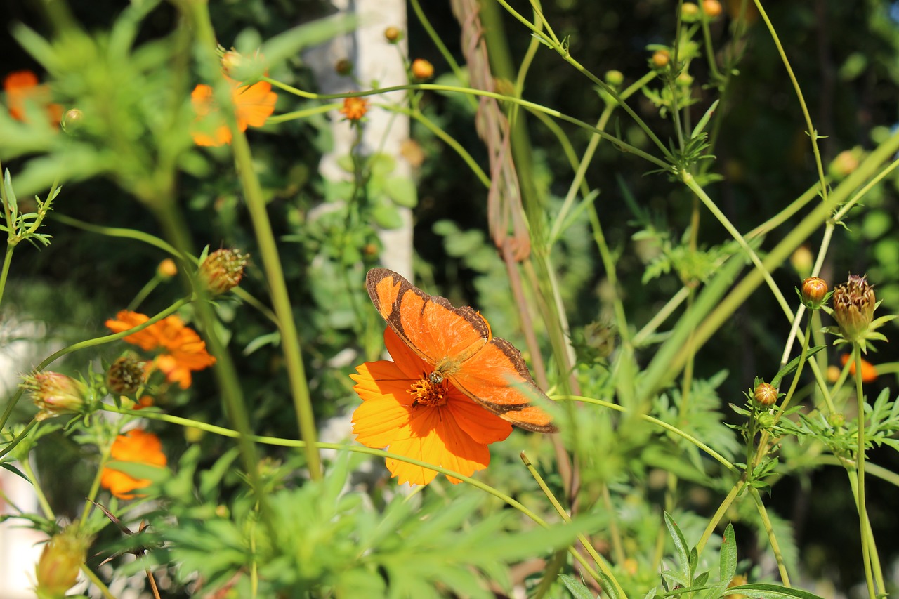 butterfly  flower  orange free photo