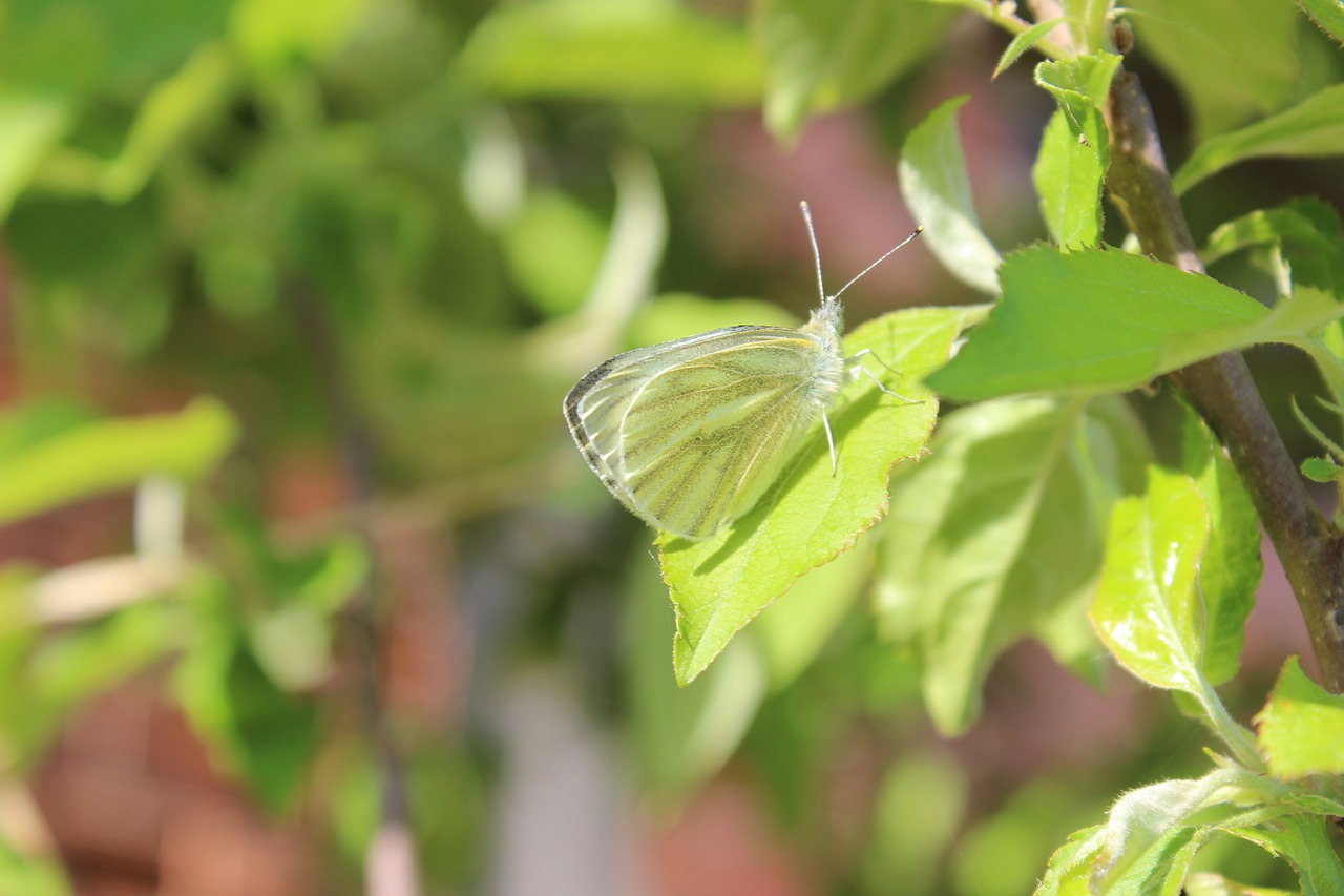 butterfly  green  nature free photo