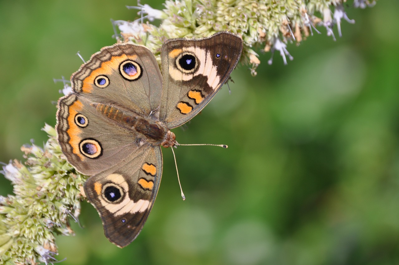 butterfly  butterfly bush  summer free photo