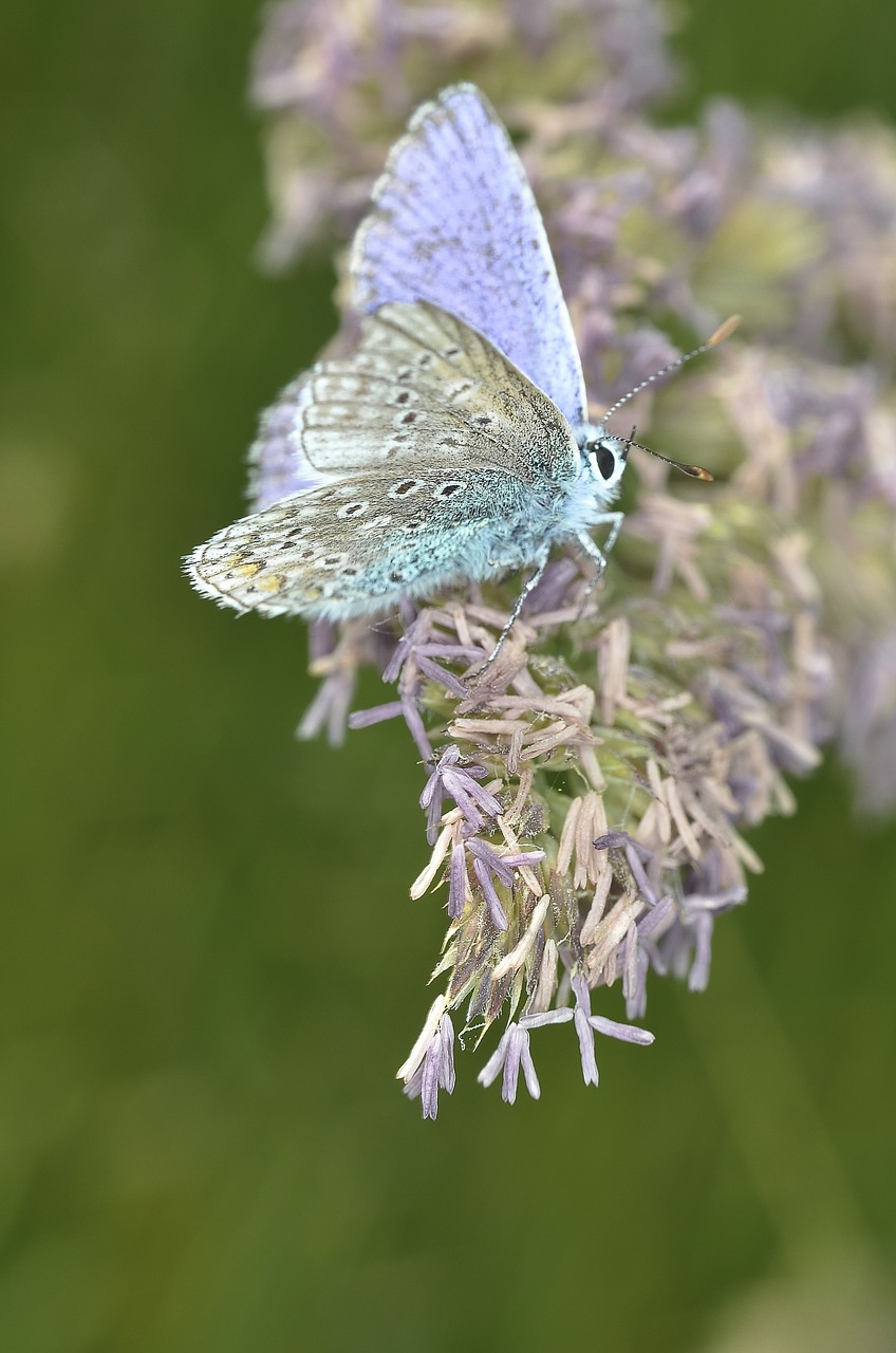 butterfly macro insect free photo