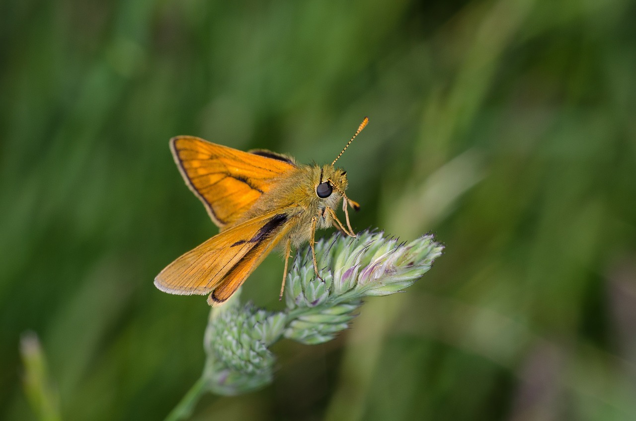 butterfly insects butterflies free photo