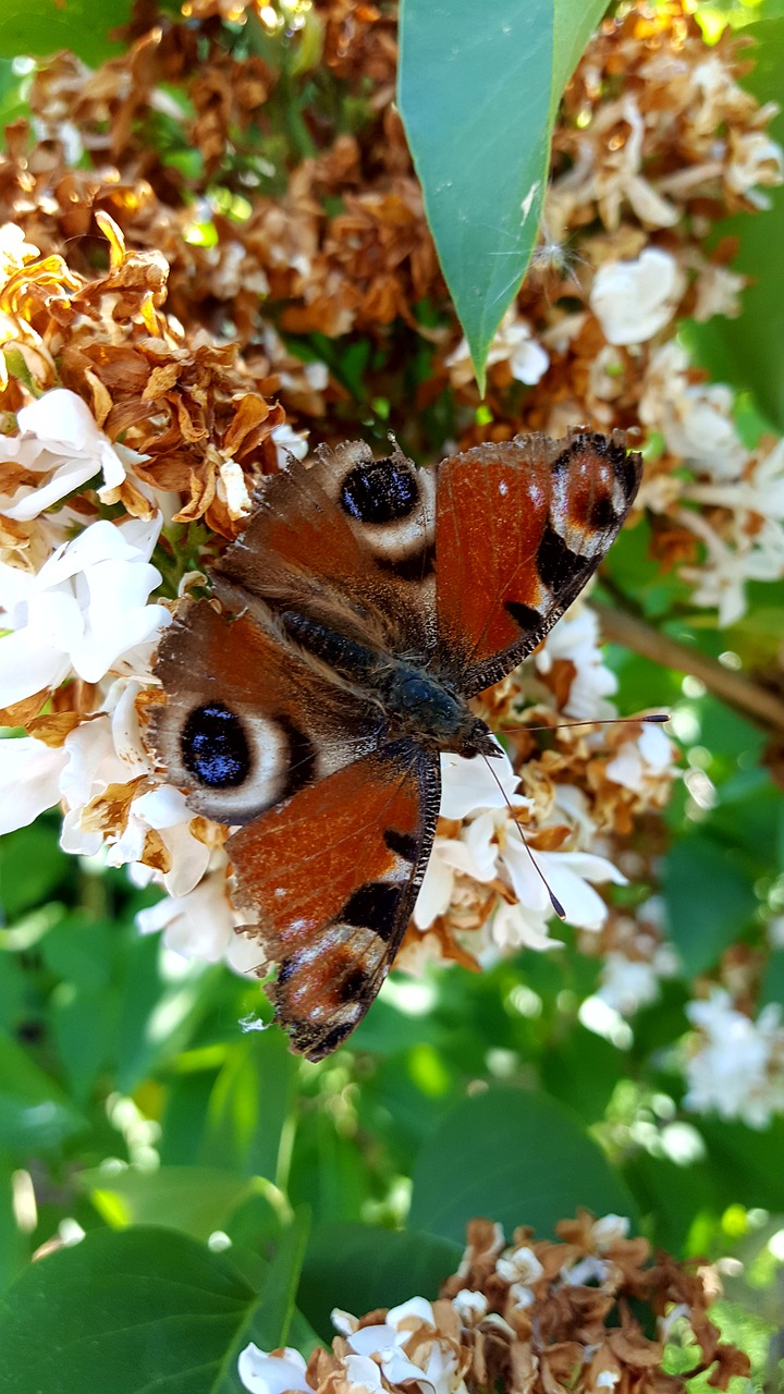 butterfly  nature  insect free photo