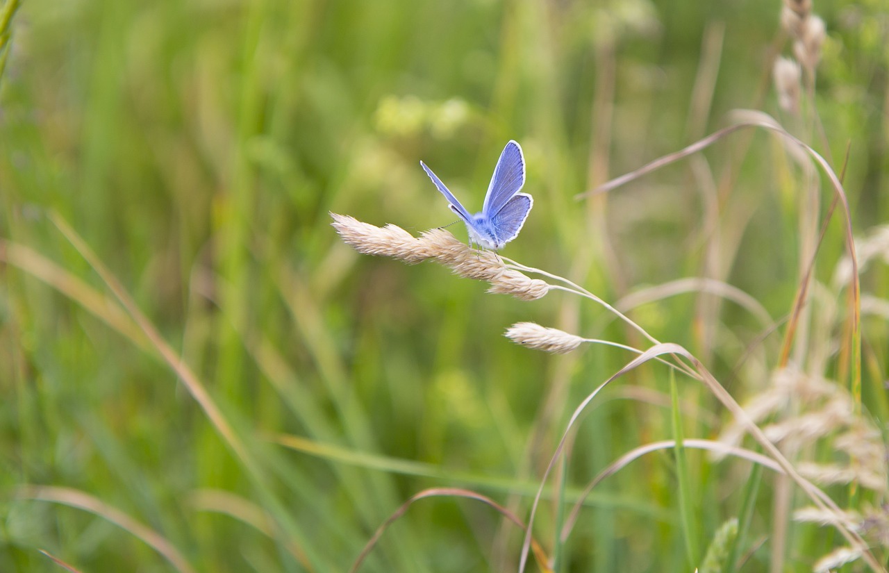 butterfly  meadow meadow  grass free photo