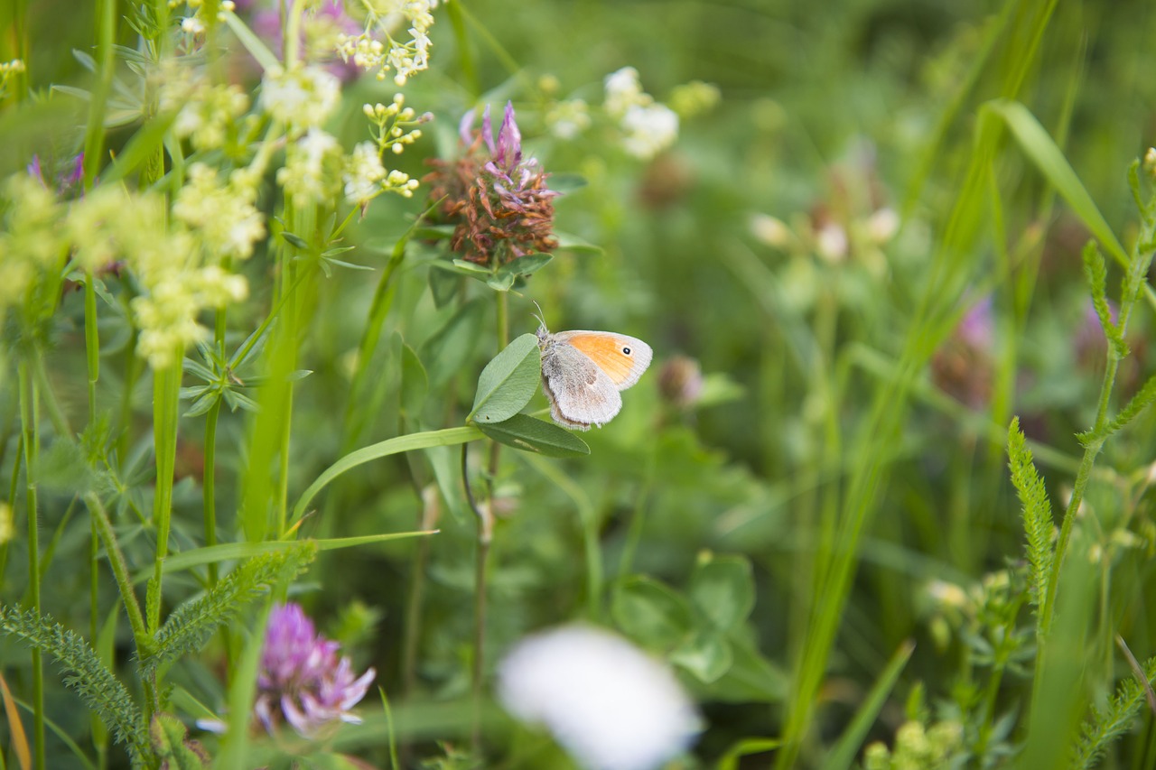 butterfly  meadow  summer free photo