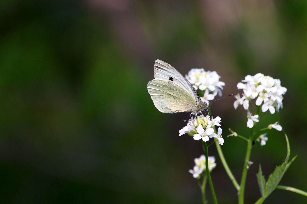 butterfly  flowers  insect free photo