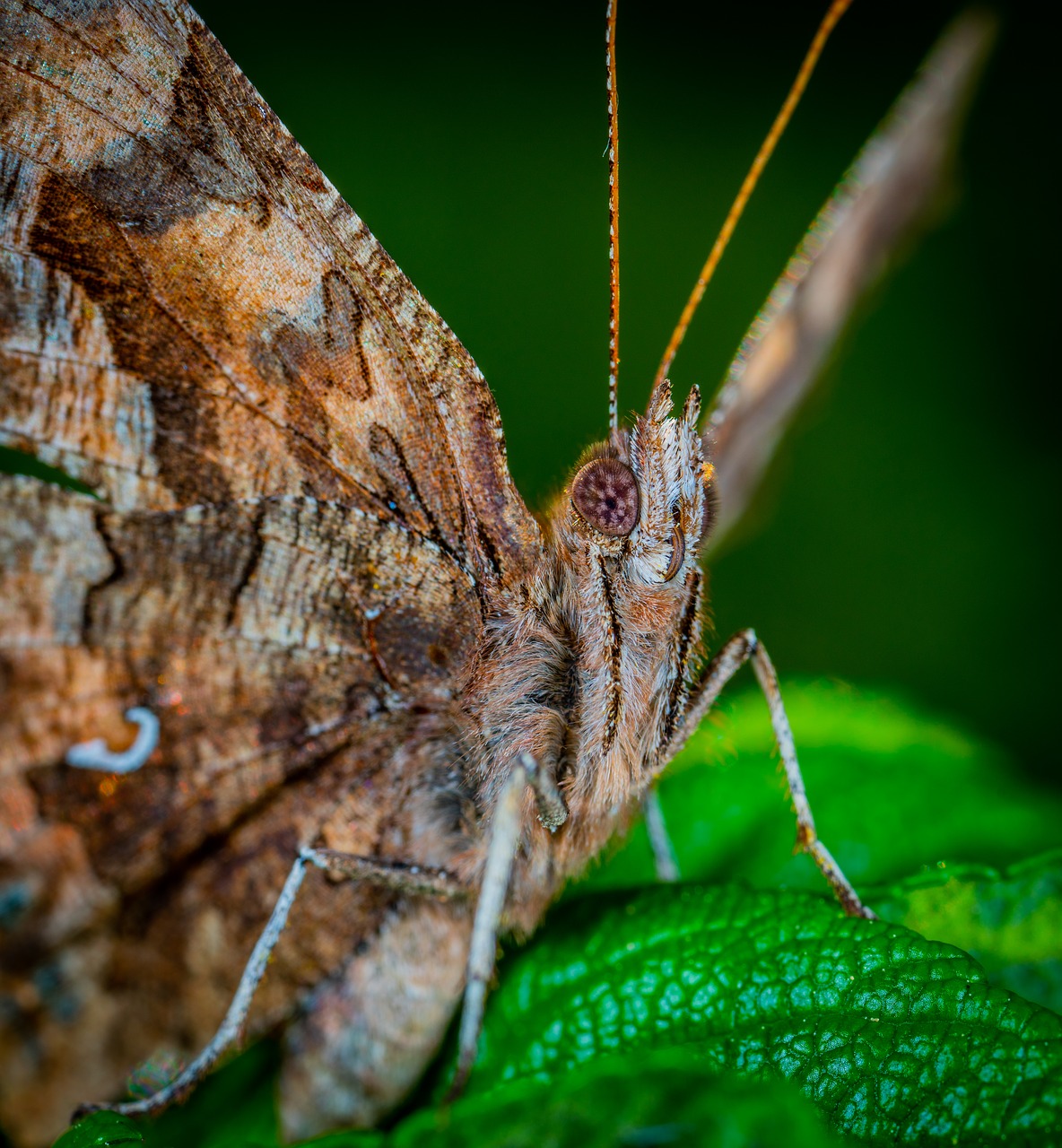 butterfly  lepidoptera  macro free photo