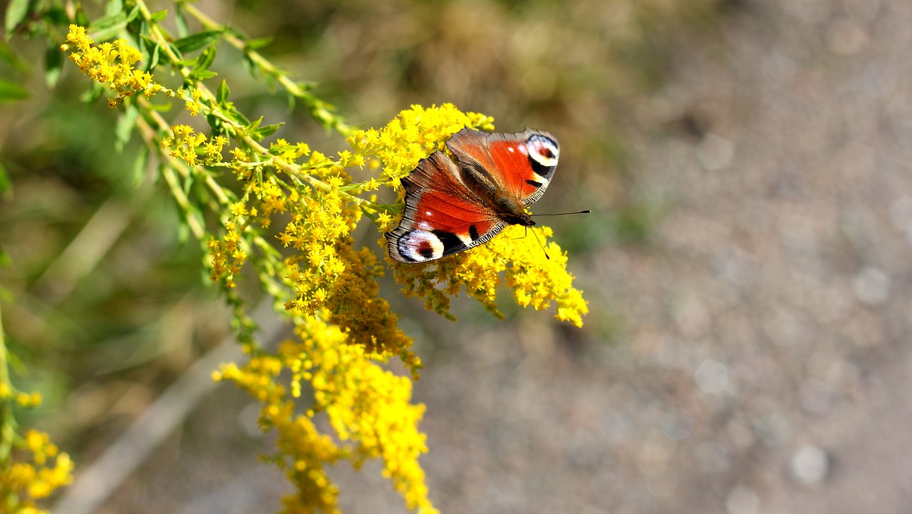 butterfly free pictures  free photos free photo