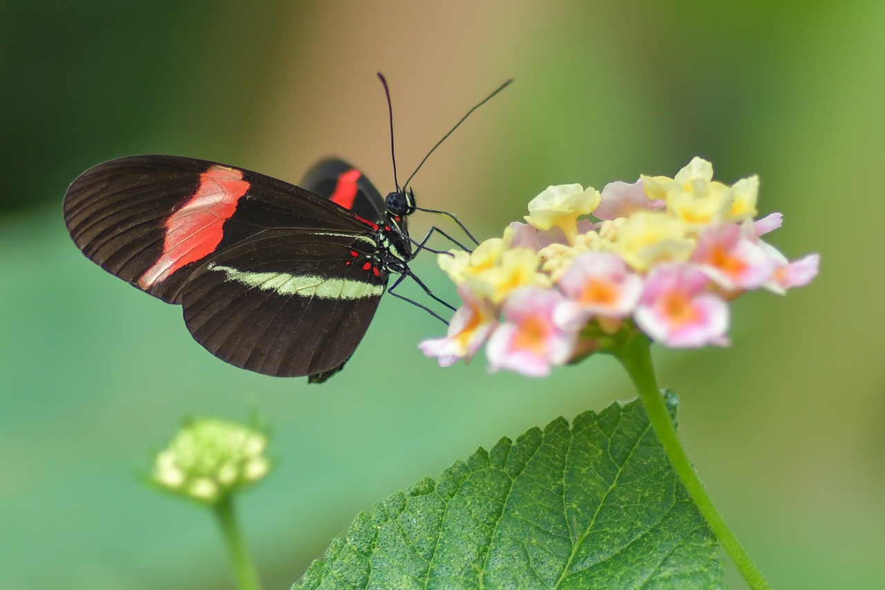 butterfly  black  insect free photo