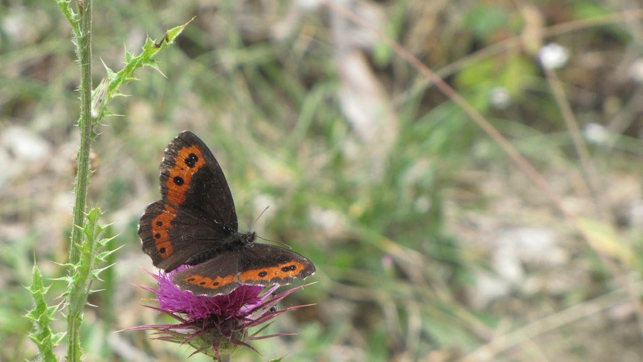 butterfly  flower  nature free photo