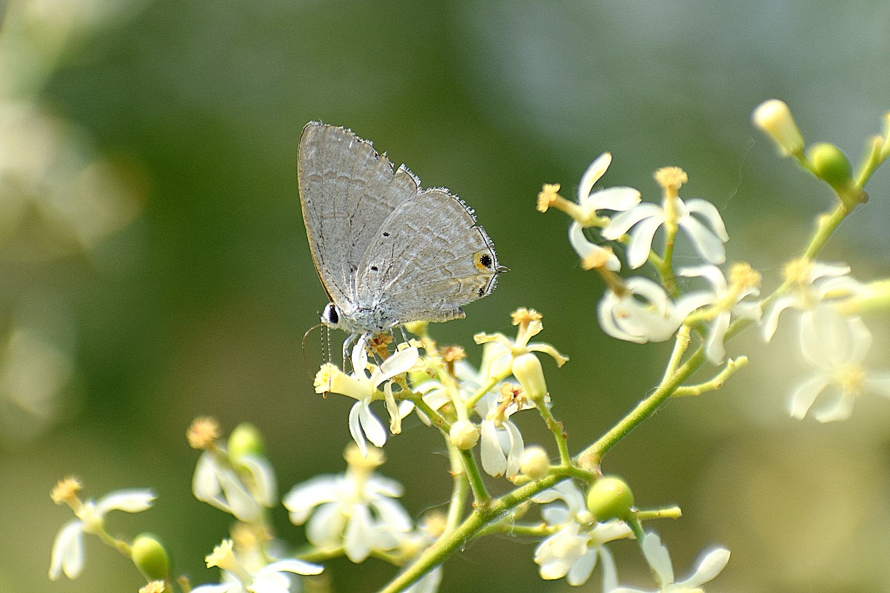 butterfly  flowers  spring free photo