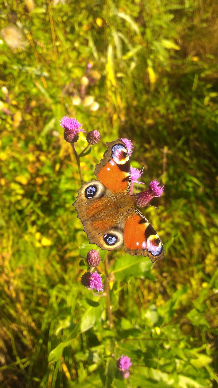 butterfly  leaves  spring free photo