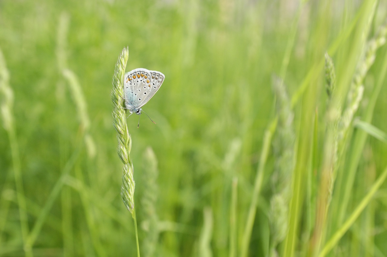 butterfly  meadow  macro free photo