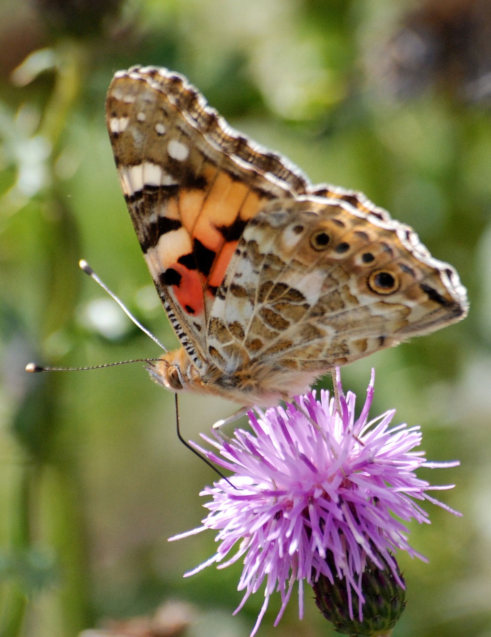 butterfly insect thistle free photo