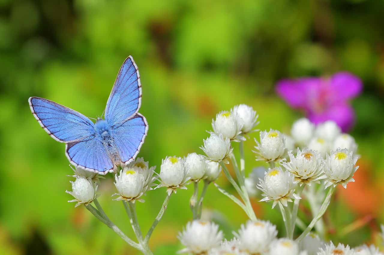 butterfly  insect  meadow free photo