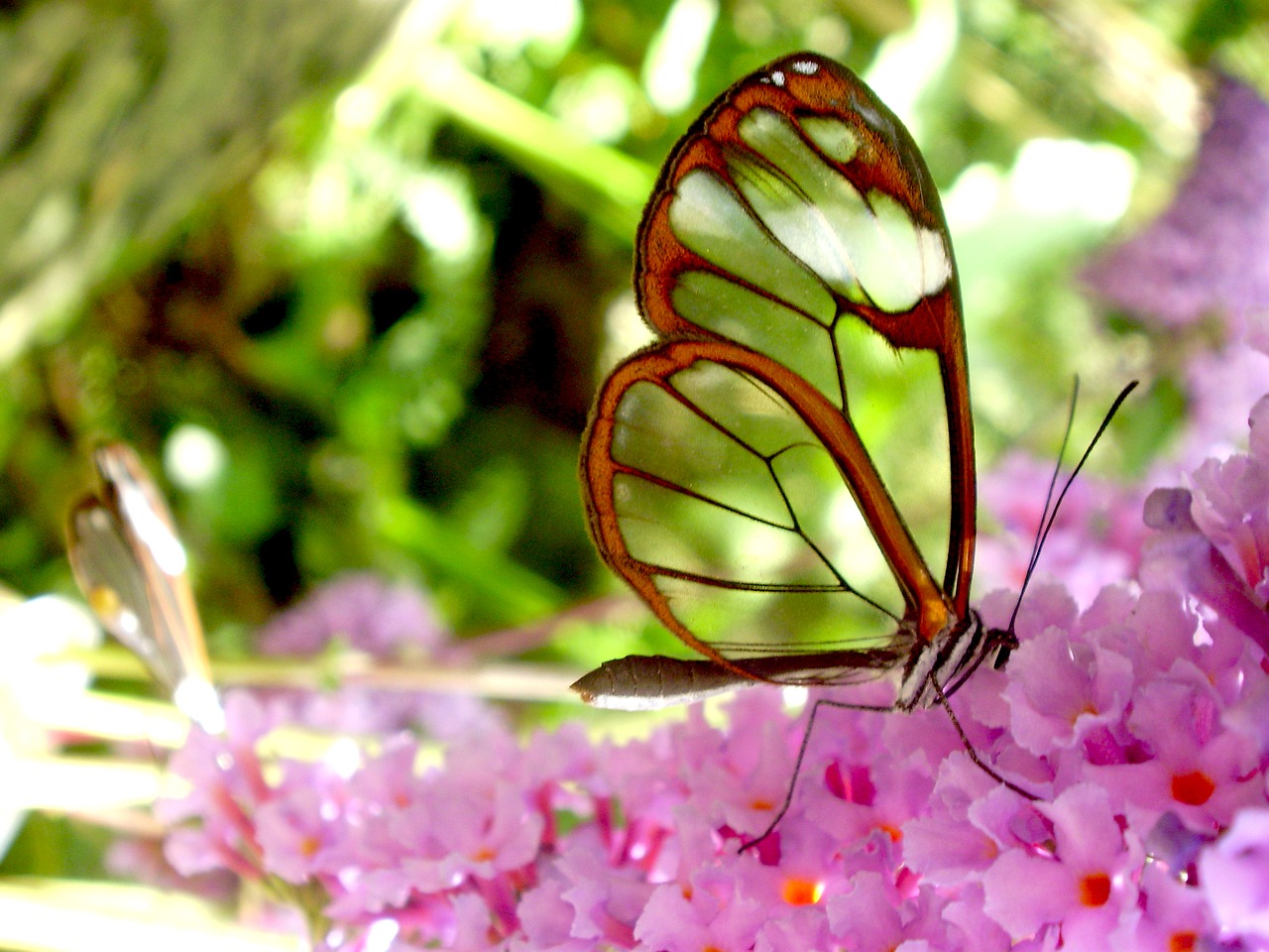butterfly  transparent  warm free photo