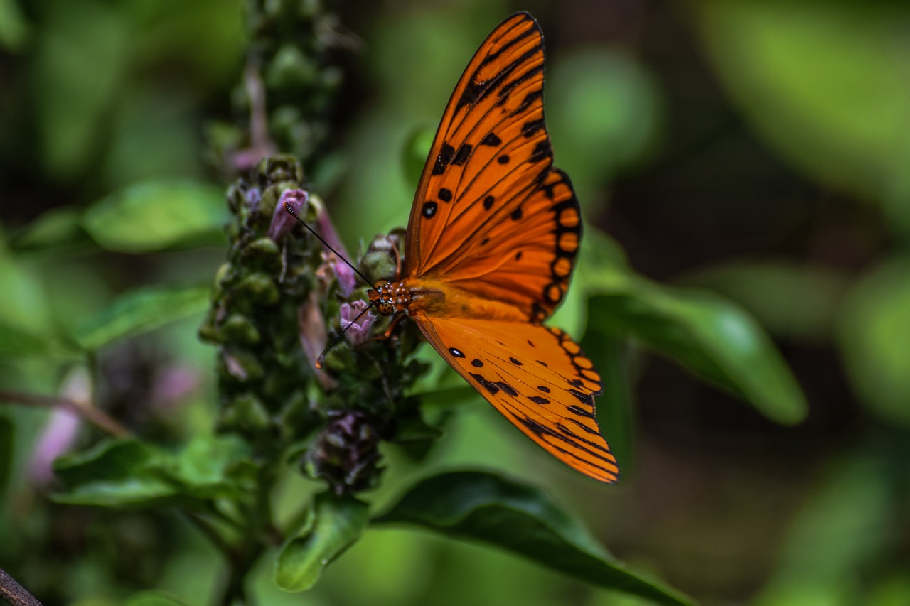 butterfly  flora  insect free photo