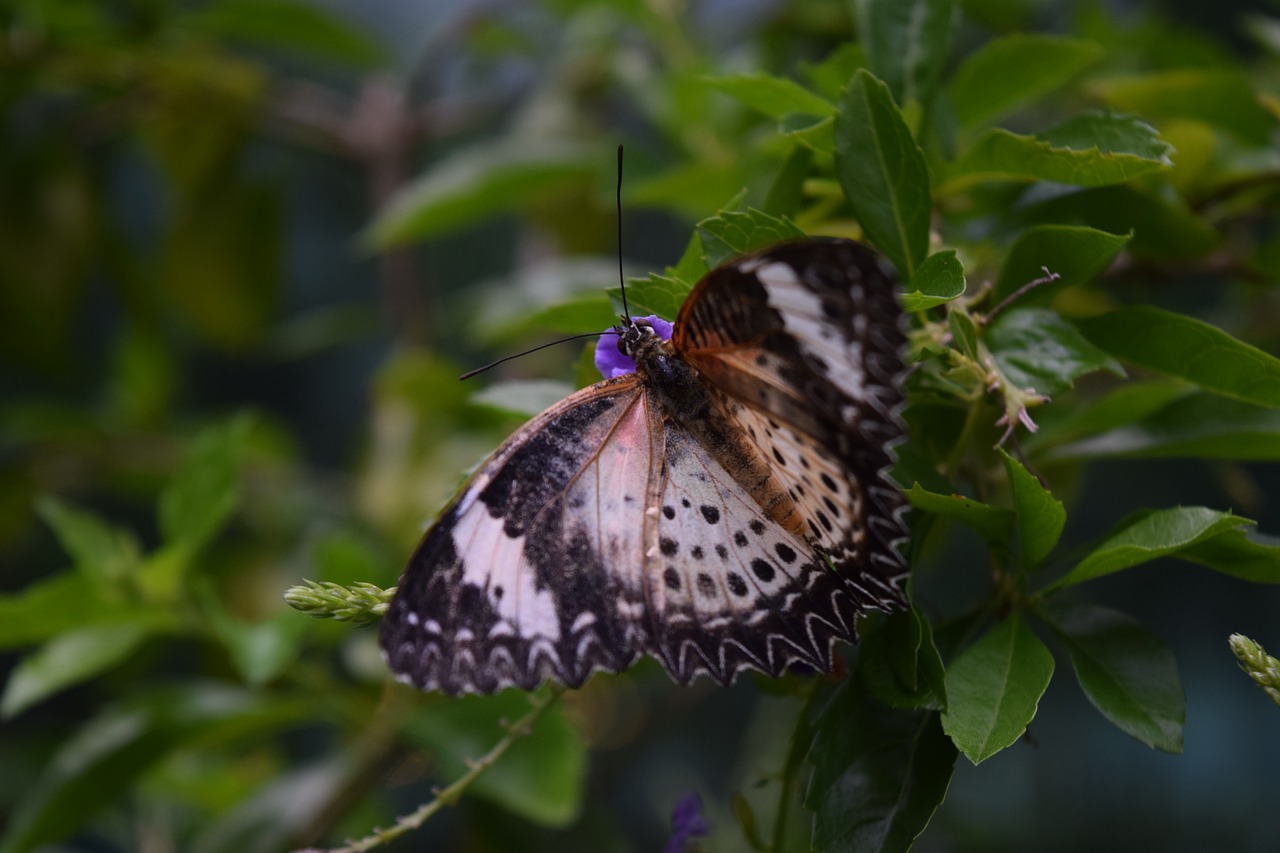 butterfly  garden free pictures free photo