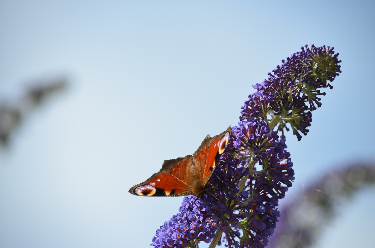 butterfly  peacock  nature free photo