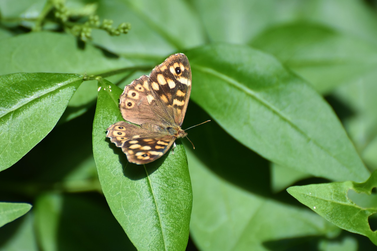 butterfly  nature insect free pictures free photo