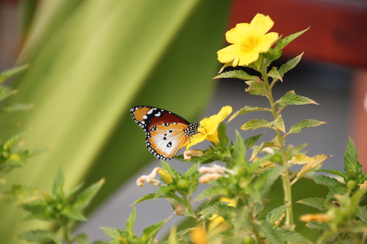 butterfly  flower  insect free photo