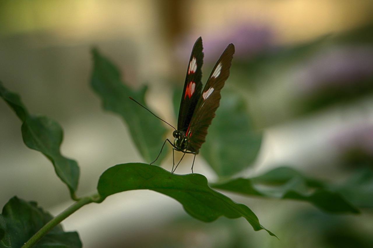 butterfly  nature  insect free photo