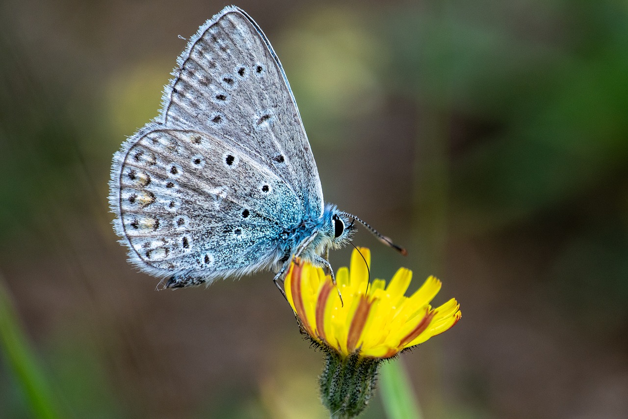 butterfly  blossom  bloom free photo