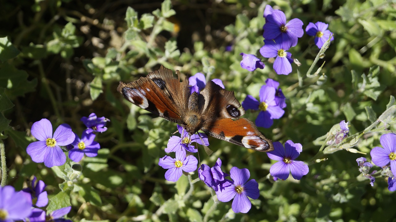 butterfly  close up  insect free photo