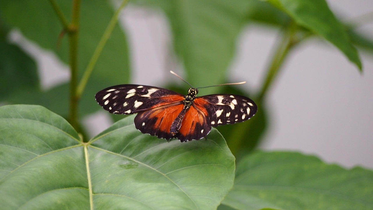 butterfly  nature  insect free photo