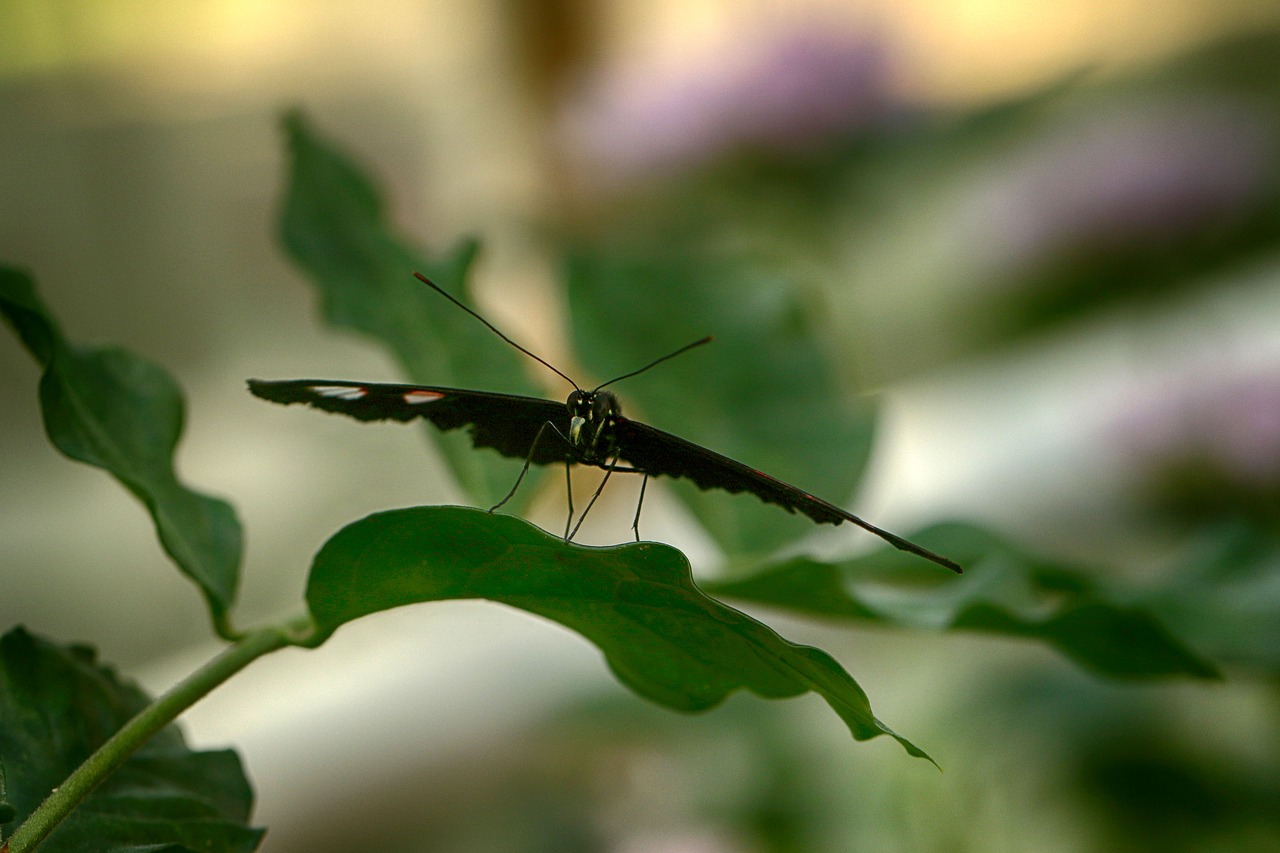 butterfly  tropical  insect free photo