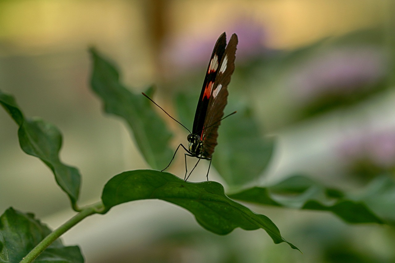 butterfly  tropical  insect free photo